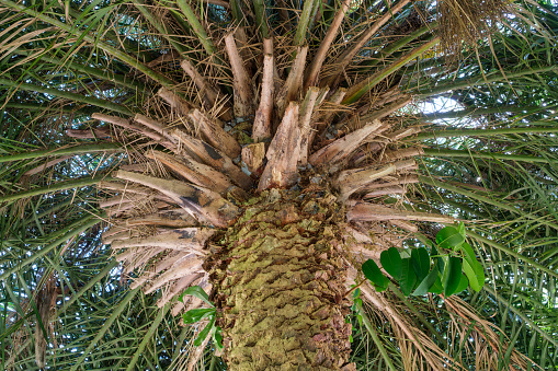 Green saber-shaped sabal palm leaf with threads. High quality photo