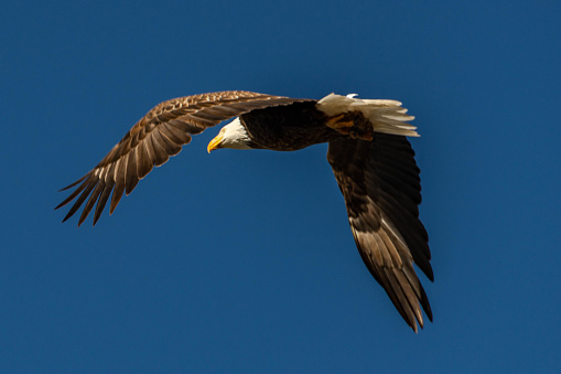 A majestic bald eagle soars through a clear blue sky, showcasing its expansive wings and powerful flight. Its distinctive white head and tail contrast sharply against the rich blue backdrop as it glides gracefully overhead.
