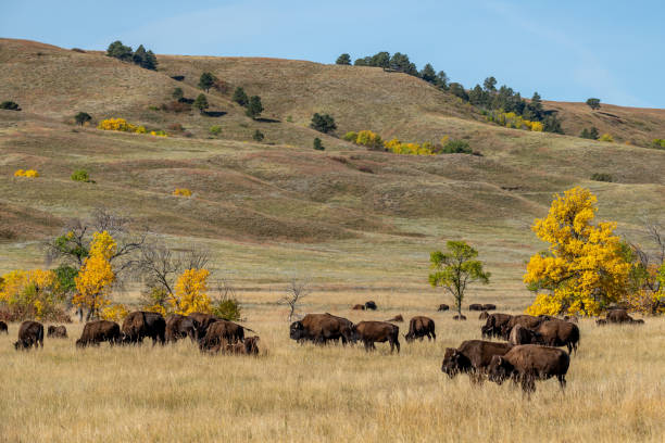 istock Bison Herd in South Dakota 2138021210