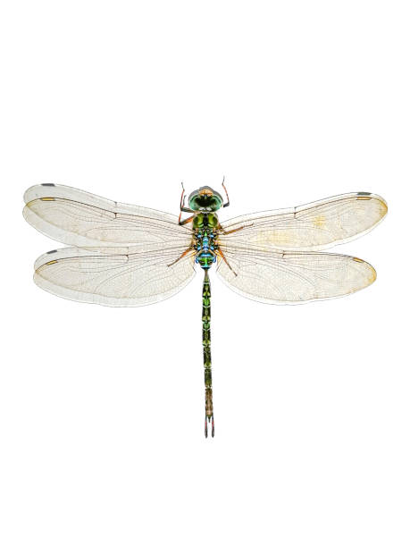 istock Diplacodes trivialis, dragonfly, white background, isolated 2138022310