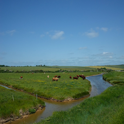 Cows relaxing on green grass fields shaped like a triangle. There is a stream in the front separating the field. Blue sky as the background
