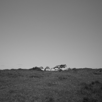 A black and white photo showing three trees is grown bending to the right side due to the strong wind on the hill.