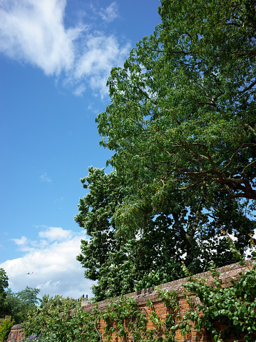 A tall and big tree on the right side of the photo behind a brick wall. The left isde is cloud and blue sky