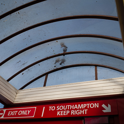 Showing a transparent curved top which is supported by some steel ridges. Four seagulls are standing on top of it showing part of their body. The sign below said 