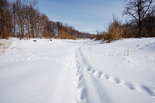 A picturesque winter landscape with tire tracks on a snowy road, trees in the background, and a cloudy sky above