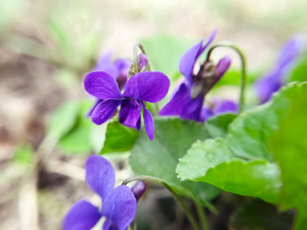 spring purple violets growing in the garden