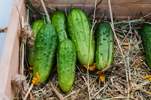 A group of Spreewald gherkins, a type of cucumber, are resting on a mound of hay. These vegetables are natural foods and a popular ingredient in various dishes