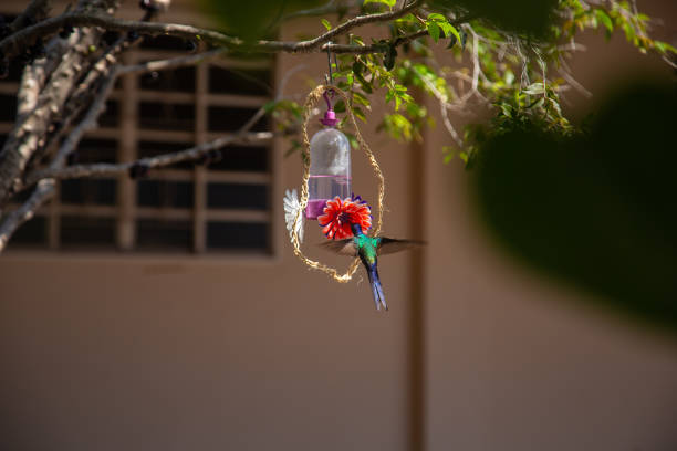 Goiania, Goias, Brazil – April 3, 2024: A hummingbird drinking water from a fountain decorated with artificial flowers.