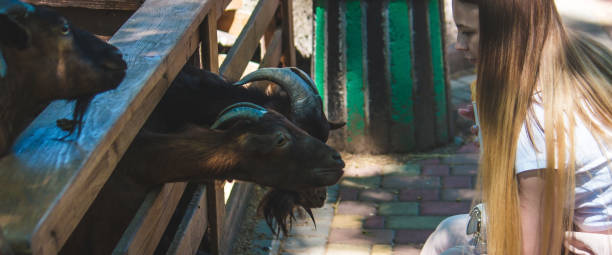 istock girl feeds goats from her hands close-up.animals 2138027732
