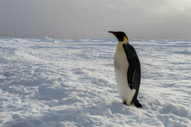 one emperor penguins on the snow at the antarctica