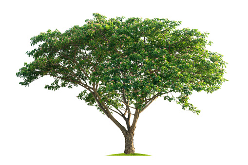 large tree with green leaves stands alone on a white background. The tree is the main focus of the image, and its size and color contrast with the white background. Concept of calm and serenity