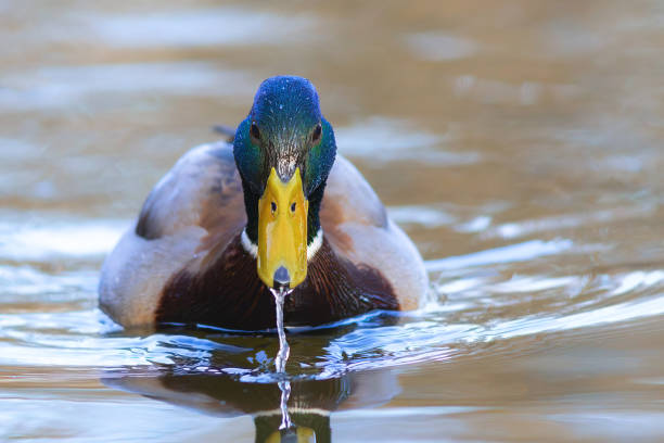 istock male mallard duck on the water 2138042053