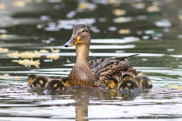 istock mallard hen with newly hatched ducklings 2138042606