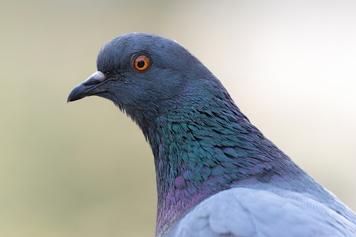 portrait of a feral pigeon (Columba livia)