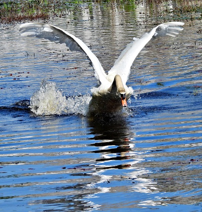 A swan flying away