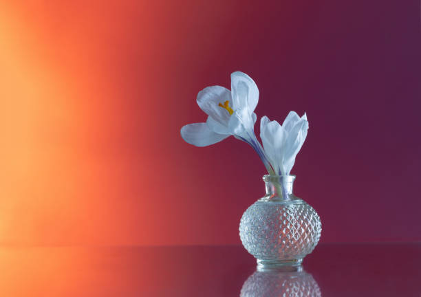 A glass vessel, viewed from above, containing a collection of small green crystals, aventurine and purple petals. The glass jar contains a rose quartz stone, standing out against a bright purple background. The composition has a natural and calm aesthetic, perhaps symbolizing a connection with nature.
