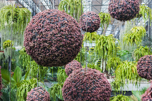 Hanging giant spheres with many small red green bromeliad flower plants in pots against bright green fern plants background in a tropical garden. Decorative composition for greenhouse decoration