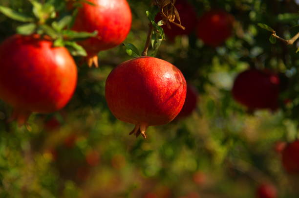 Close up view of ripe beautiful healthy pomegranate fruits on a tree branch in pomegranate orchard ready for harvest.