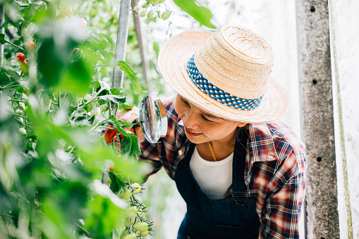 A close-up of a vegetable tomato scientist a young woman farmer using a magnifying glass to inspect tomatoes in a greenhouse. Engaged in farming research exploring growth and biology.