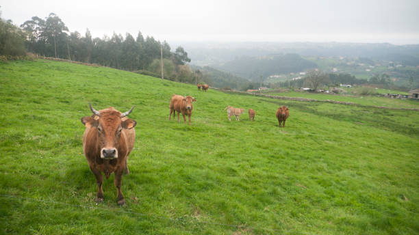 Brown cows in a green meadow in Asturias