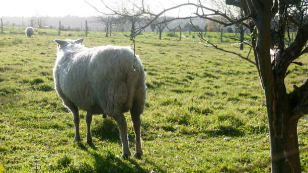 istock Sheep in a ranch in Asturias 2138076926