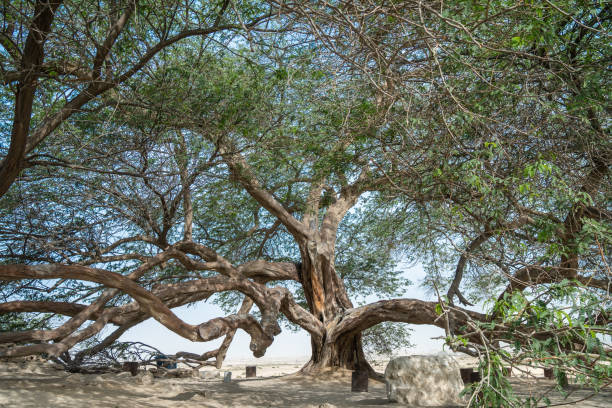 istock The Tree of Life in Bahrain 2138079096