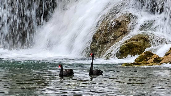 Two swans gracefully gliding in a pond by a waterfall in Jiulong Waterfalls, China