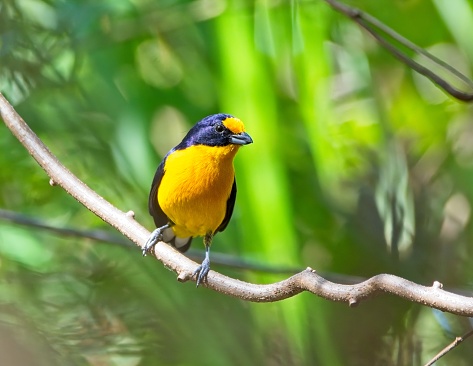 A male Violaceous euphonia in the forest