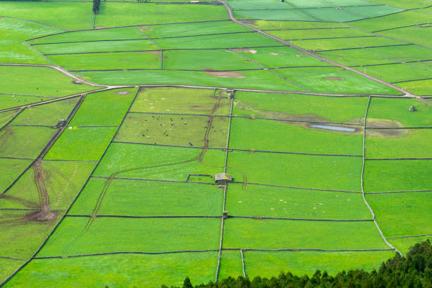 Cows graze in lush pastures on Terceira Island, Azores, enclosed by ancient black stone walls.