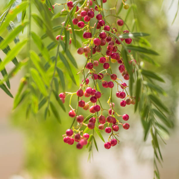 Large Pepper Tree 830+ Pink Pepper Tree fotos de stock, imagens e fotos royalty-free - iStock
