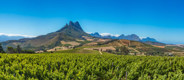 beautiful landscape of cape winelands, wine growing region in south africa - south africa cape town winelands constantia - fotografias e filmes do acervo
