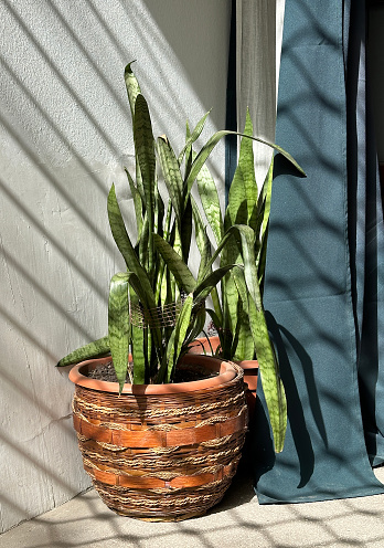 Green plant in a large pottery