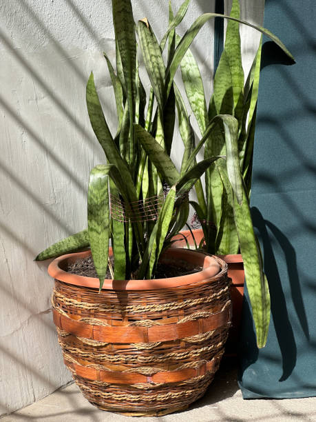 Green plant in a large pottery
