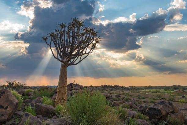 The quiver tree, or aloe dichotoma, Keetmanshoop, Namibia