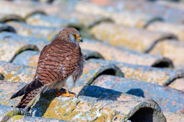 istock Female Lesser Kestrel perched on a roof. 2138098300