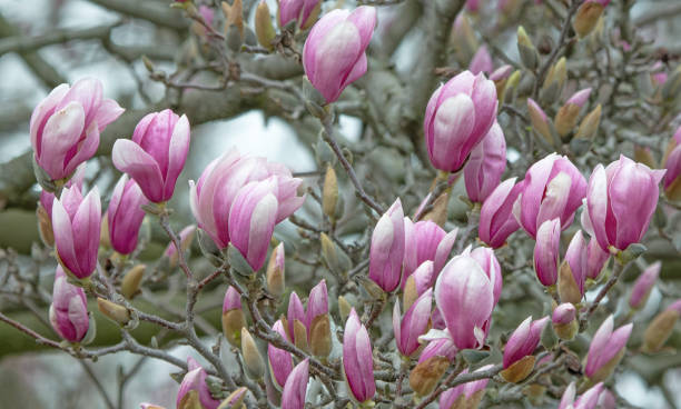 istock Beautiful Spring Tulip-Magnolia tree- Howard County, Indiana 2138101559