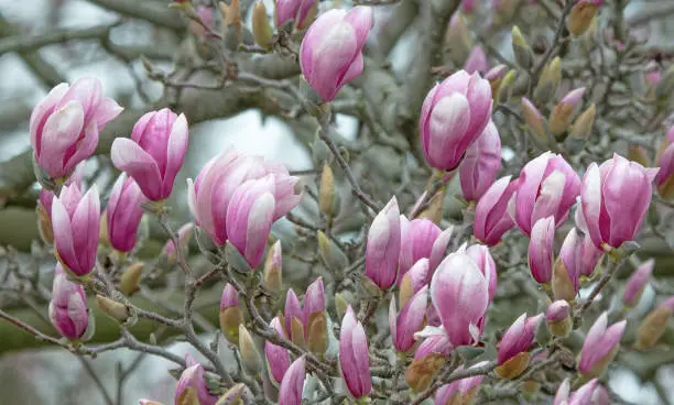 Beautiful Spring Tulip-Magnolia tree- Howard County, Indiana