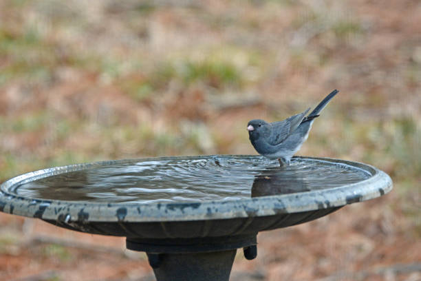 istock A Morning bath-Dark Eyed Junco-Howard County, Indiana 2138101561