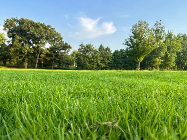istock A green meadow at summer day 2138103153