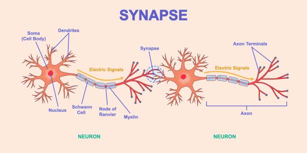 Neural connection vector diagram Neural connection diagram. Structure of neuron with axon, dendrites and soma. Transmission of nerve impulse or electrical signal across synapse. Medical infographics. Cartoon flat vector illustration neuron axon stock illustrations
