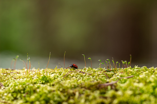 horizontal picture of ladybug on an old tree trunk covered with moss and small green plants growing in line ; against the background of a blurry forest and sun rays; kind of abstraction;