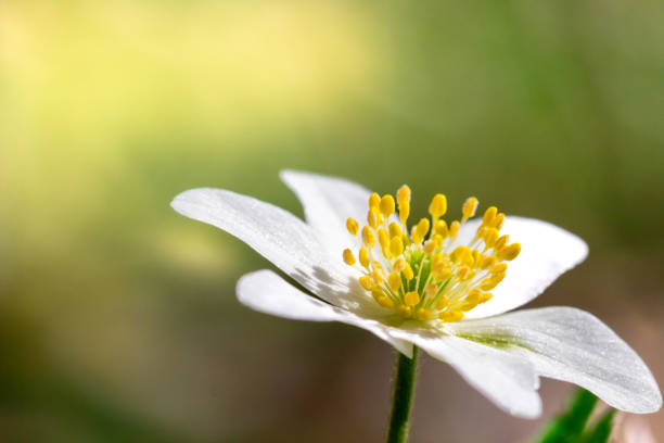 Isolated white flower in forest .beautiful bright blurry forest meadow with white flower and sunlight, blurry trees in the background