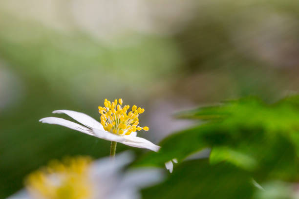 Isolated white primerose flower in forest .beautiful bright blurry forest meadow with white flower and sunlight, blurry trees in the background