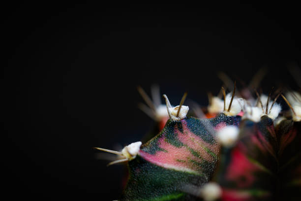 cactus close-up on a black background in a black pot, succulent