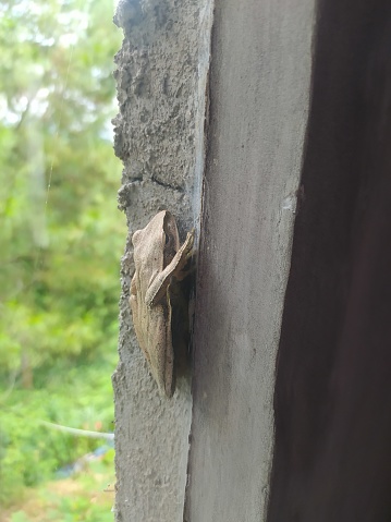 tree frog on the window wall