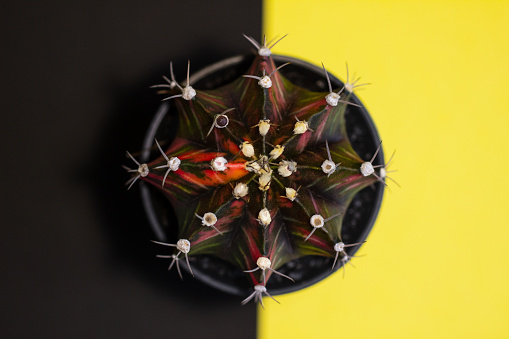cactus on a black and yellow background symmetrically like an optical illusion