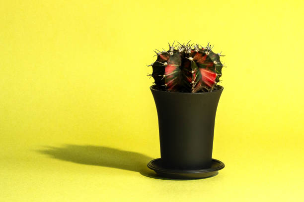 istock cactus close-up on a yellow background in a black pot, succulent 2138130419