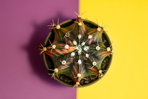 cactus on a violet and yellow background symmetrically like an optical illusion