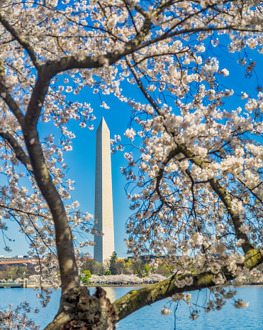 Washington DC during Cherrry Blossom Festival