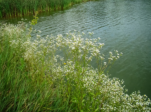 White daisies against the background of the water of a small rural pond.